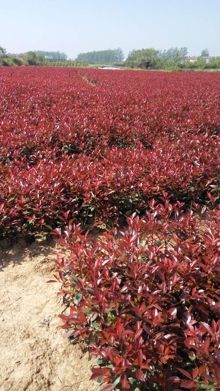 紅葉石楠