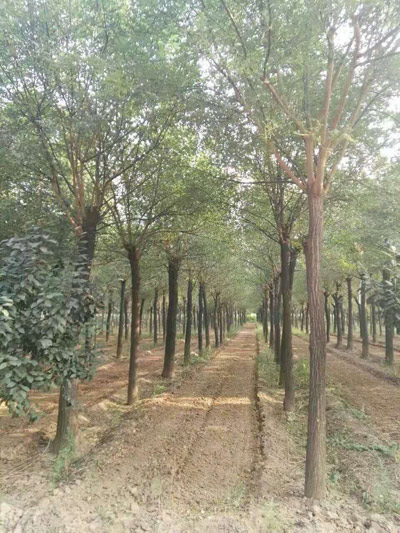 國槐