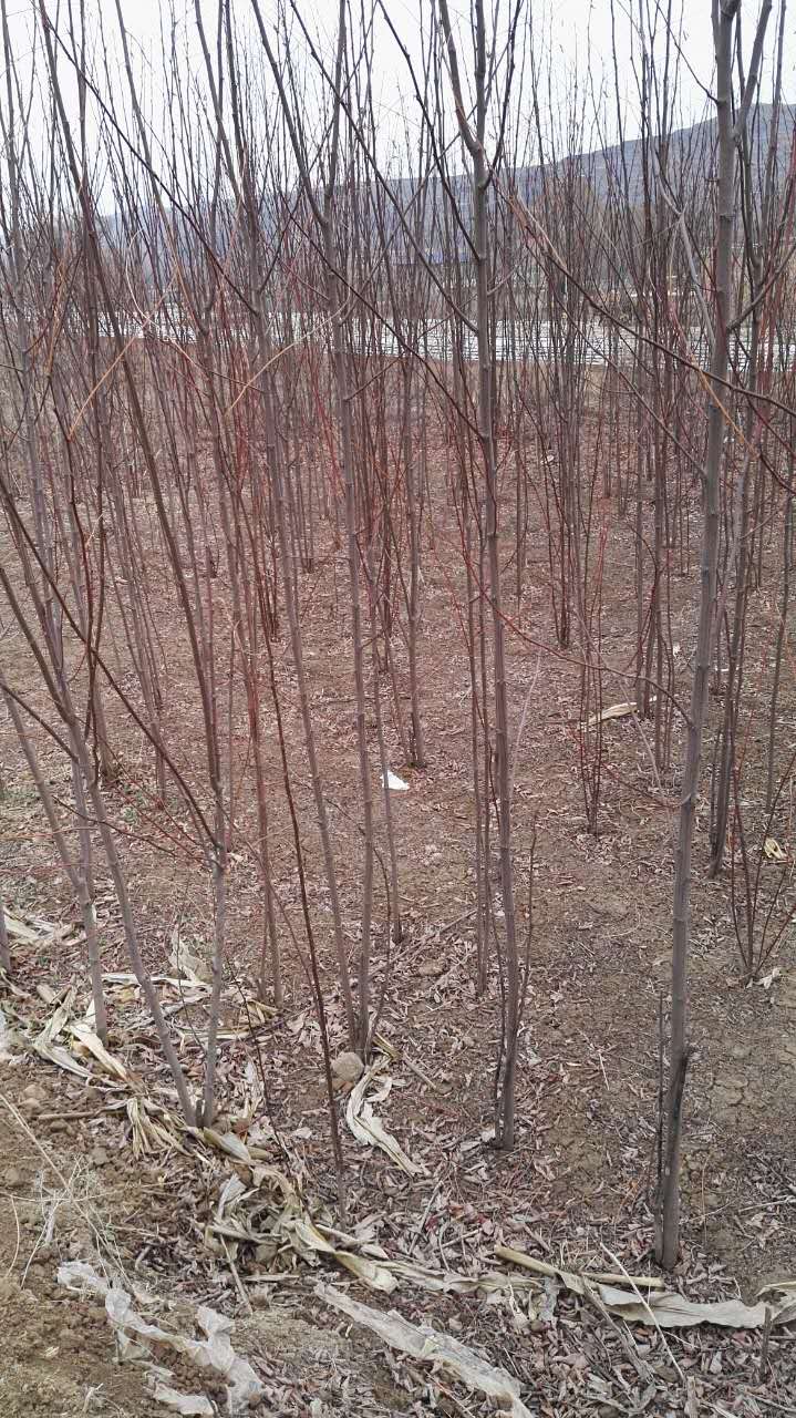 香花槐