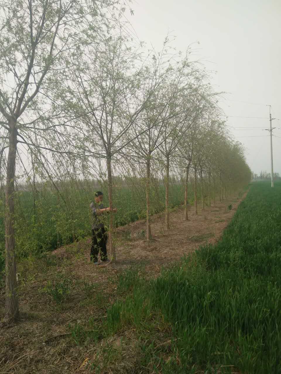 垂柳