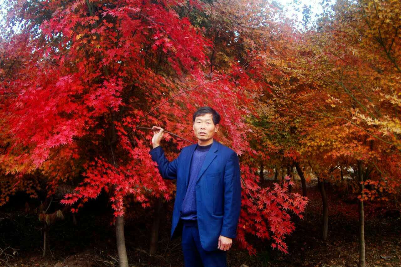 雞爪槭