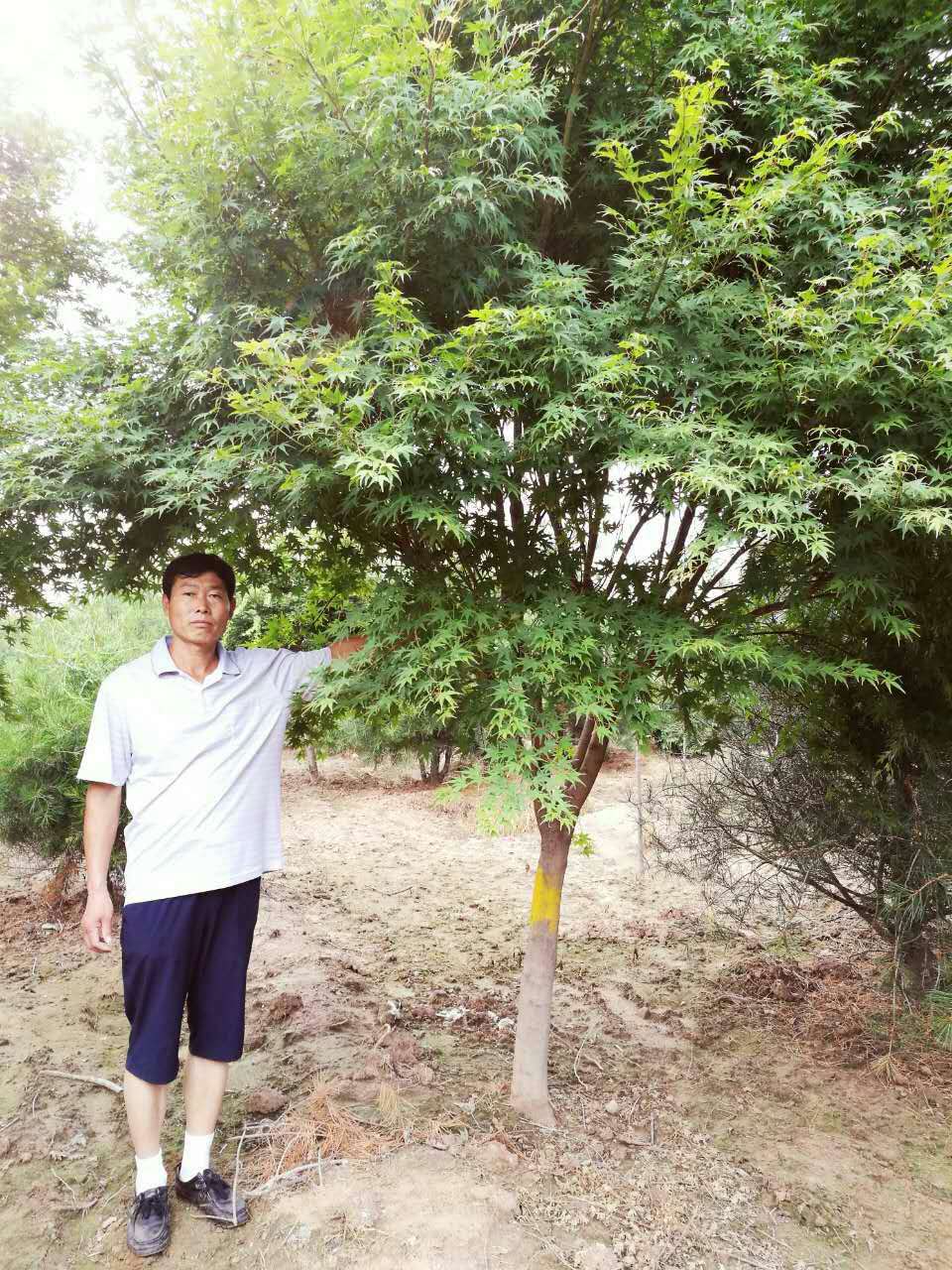 雞爪槭
