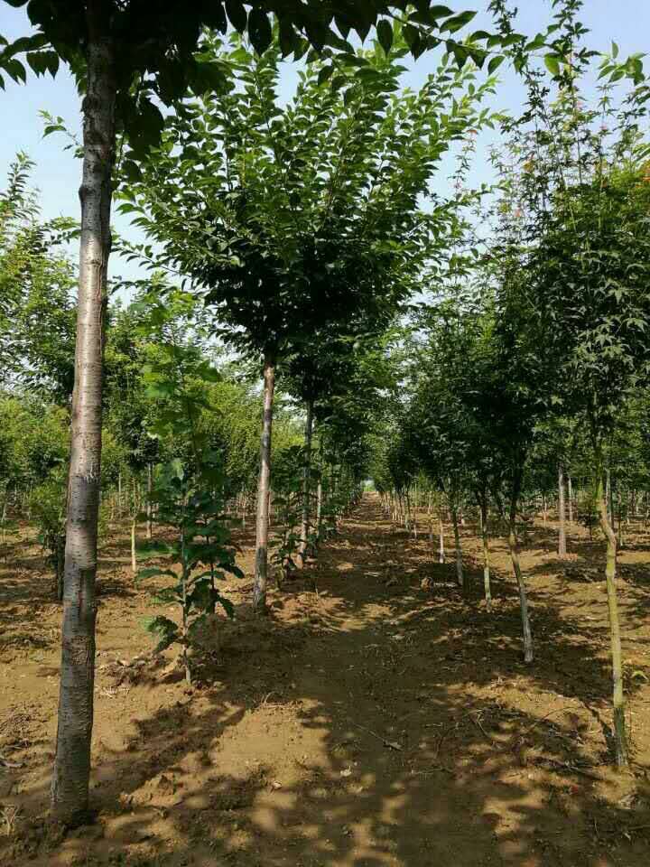 高桿櫻花