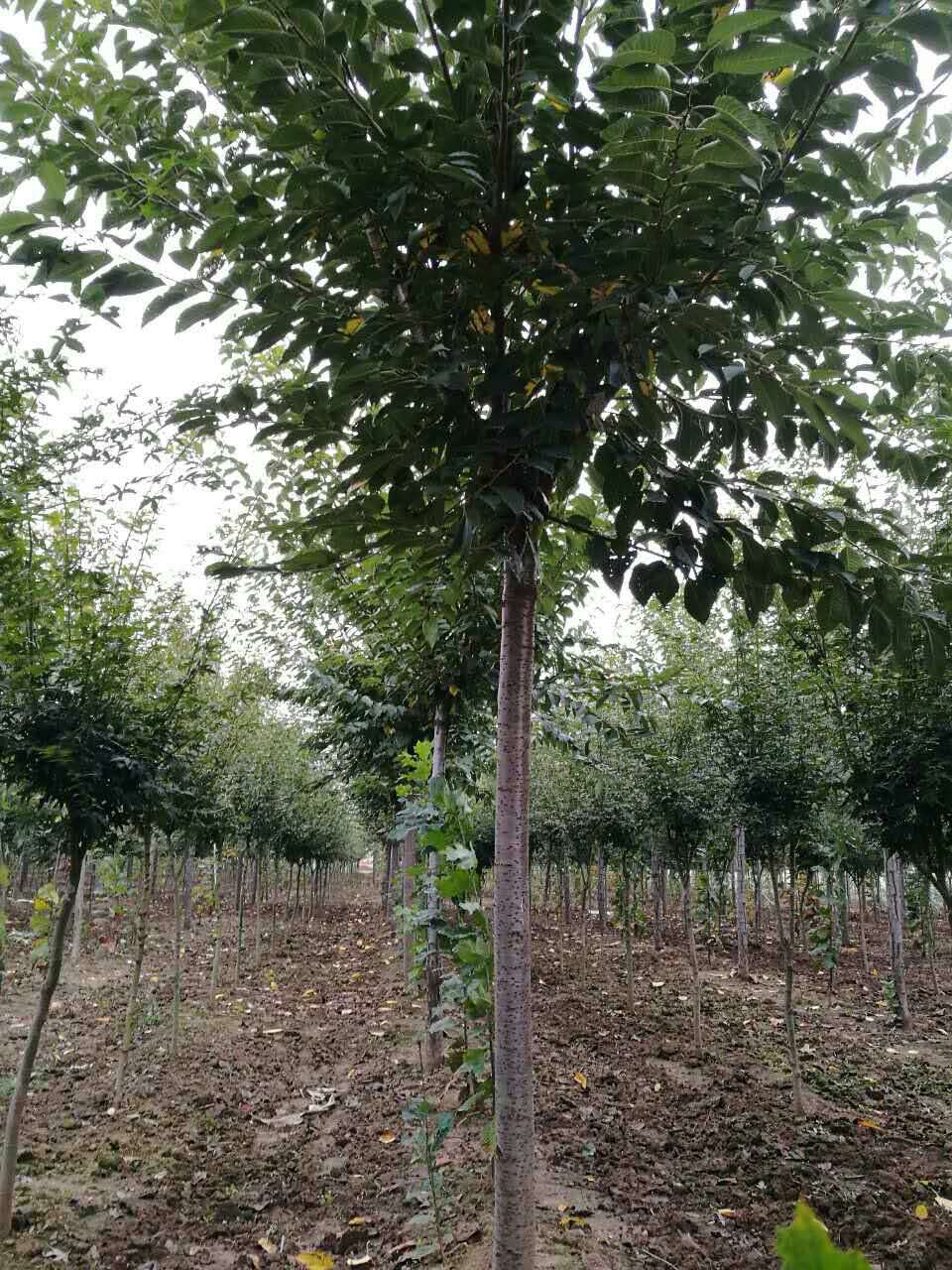 高桿櫻花