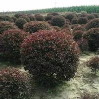 紅葉李球