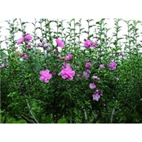 木槿