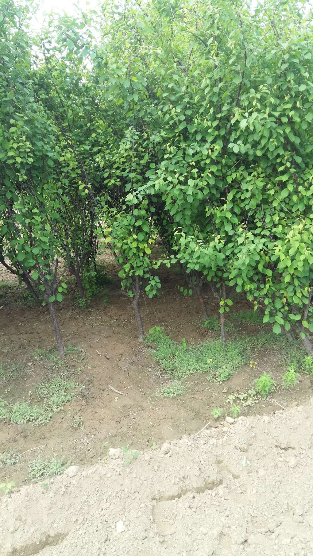 木槿