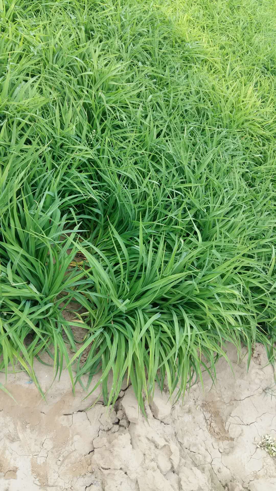 金娃娃萱草
