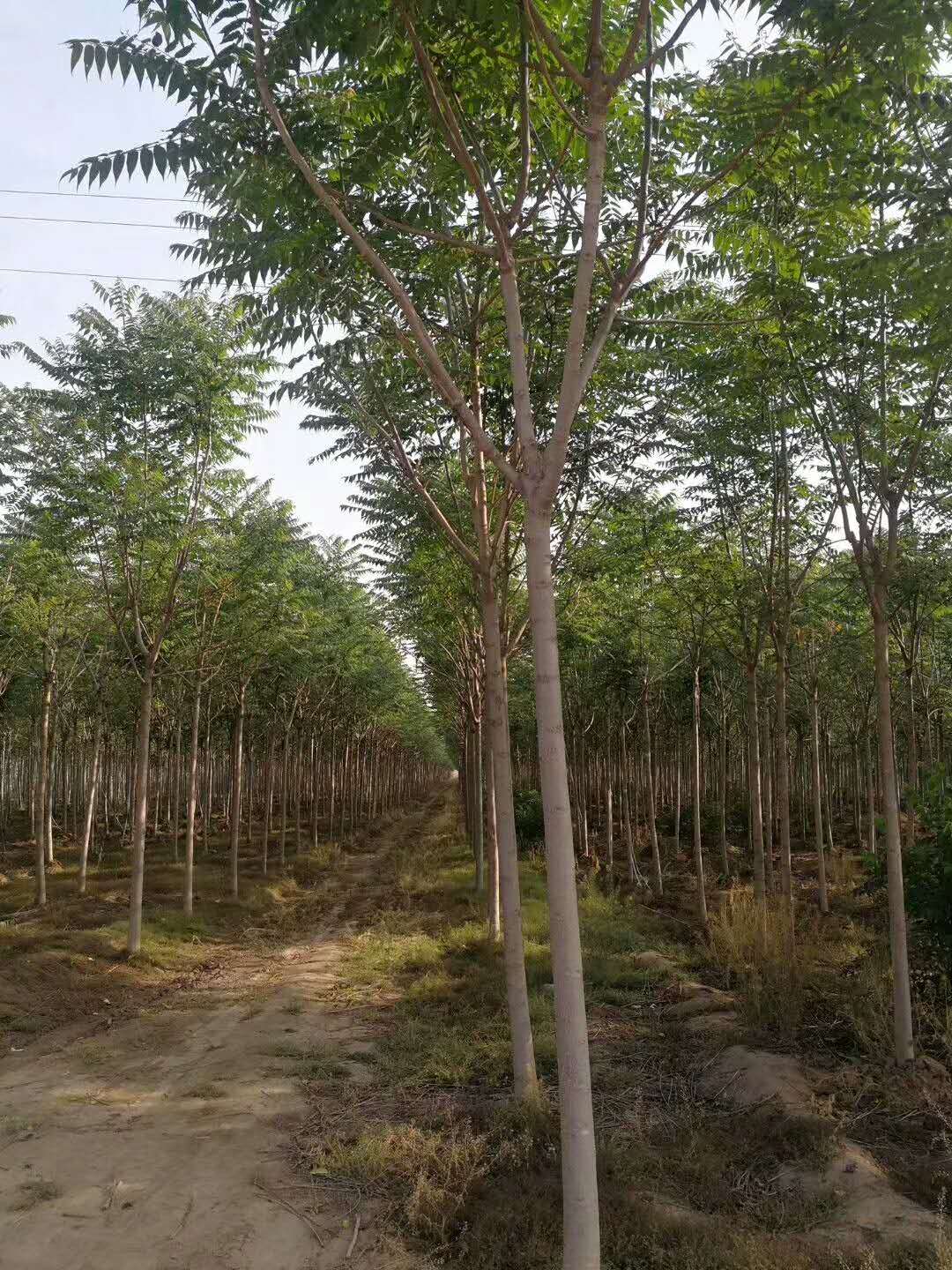 千頭椿
